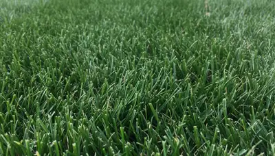 Close-up of freshly mowed grass showing precise lawn care quality by Chop Chop Landscaping in Evansville, IN