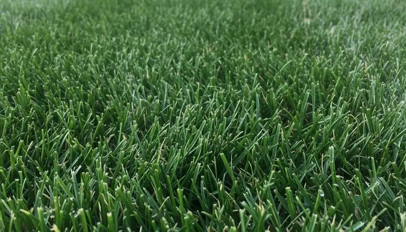 Close-up of freshly mowed grass showing precise lawn care quality by Chop Chop Landscaping in Evansville, IN