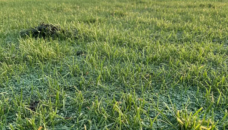 Hydroseeded lawn germination with young grass growth in Evansville, IN by Chop Chop Landscaping
