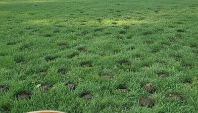Healthy turf after lawn aeration treatment by Chop Chop Landscaping in Evansville, IN